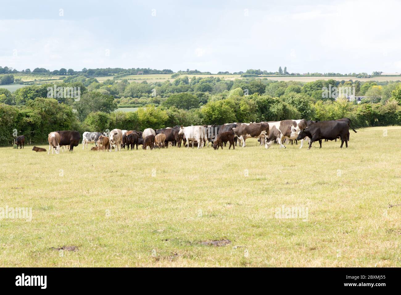 Herde von Kühen, Medstead, Alton , Hampshire, England, Vereinigtes Königreich. Stockfoto