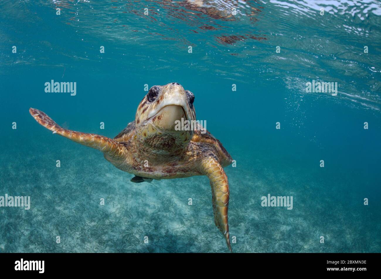 Die Karettschildkröte schwimmt am Belize Barrier Reef unter Wasser Stockfoto