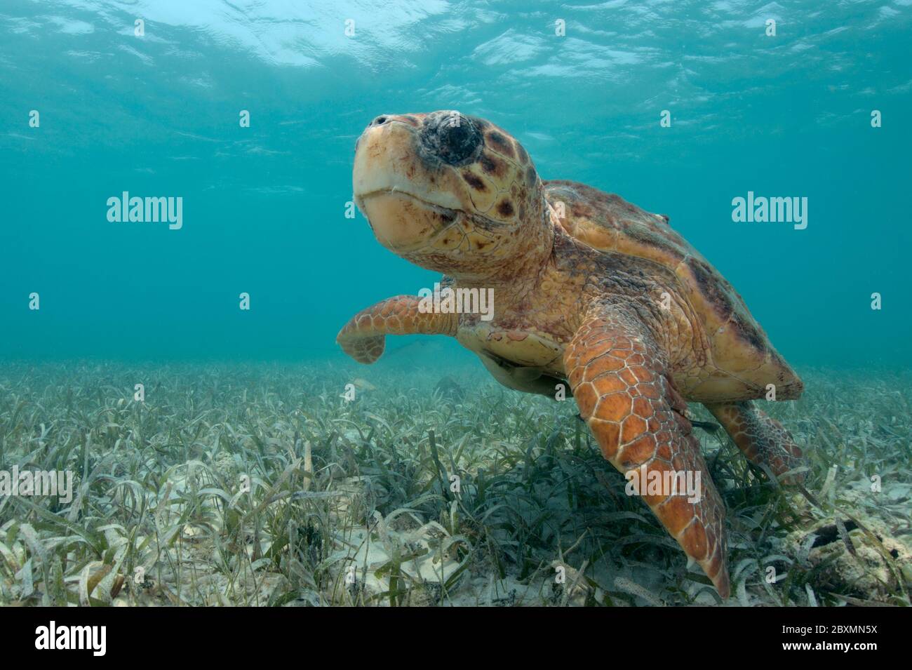 Die Karettschildkröte schwimmt am Belize Barrier Reef unter Wasser Stockfoto