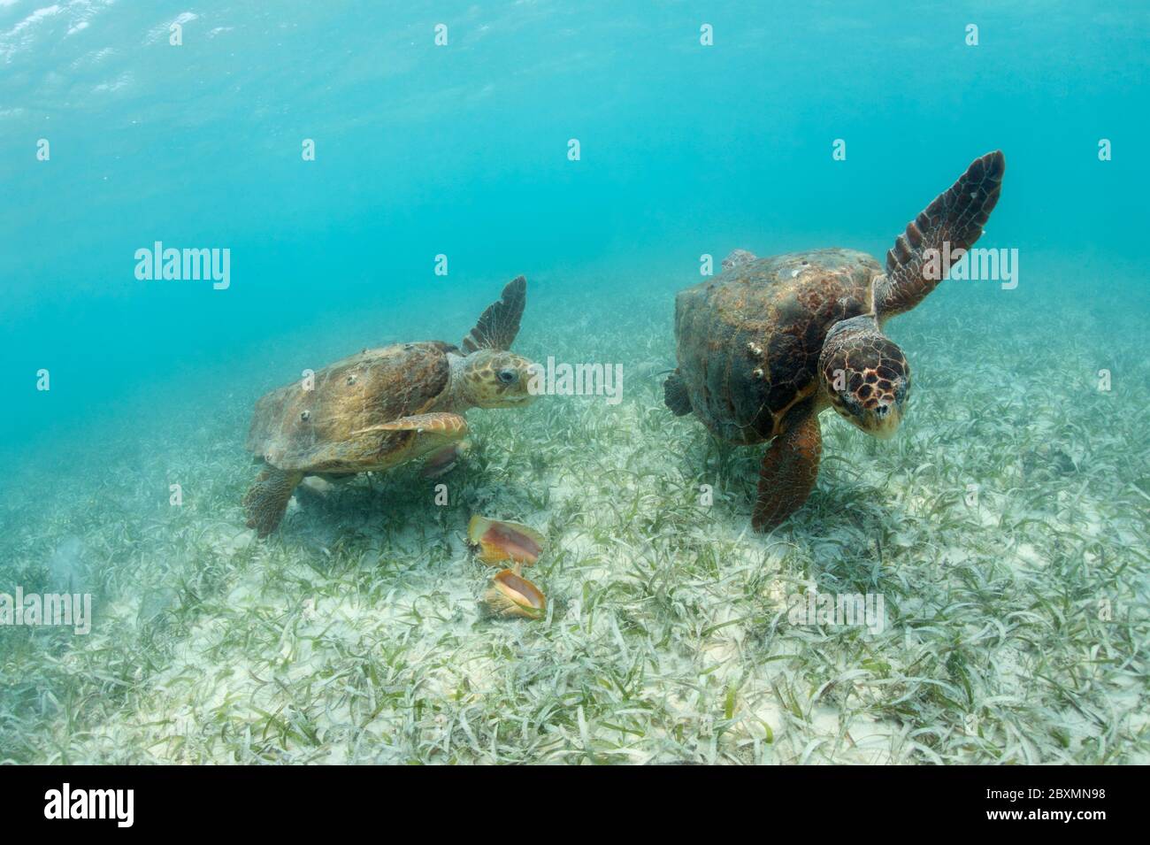 Zwei Karettschiffe (Caretta caretta) kämpfen im Seegras des Belize Barrier Reef um Reste von Königinnenschnepfe. Stockfoto