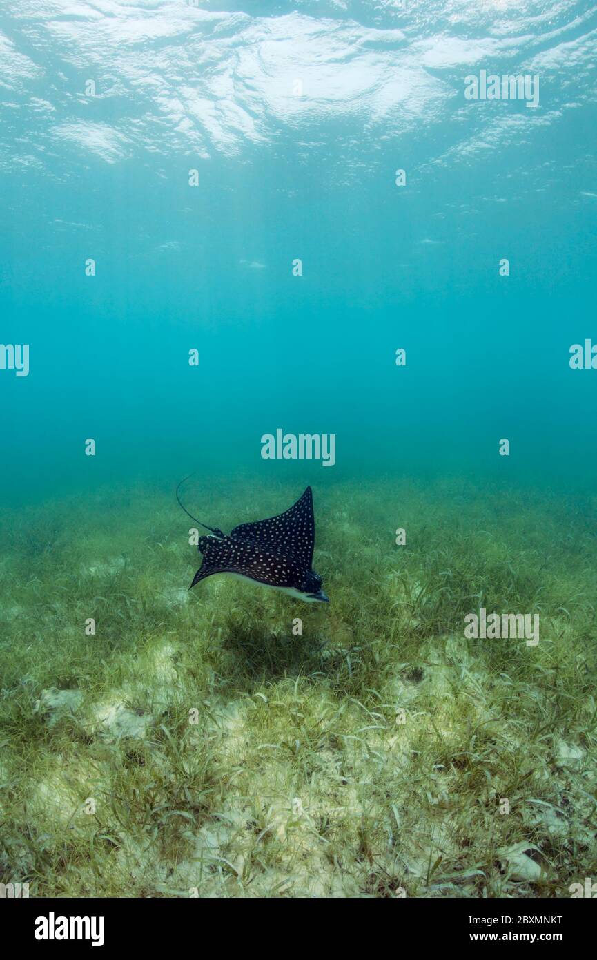 Der Fleckadler Ray (Aetobatus narinari) schwimmt in freier Wildbahn über einer Seegraswiese bei Silky Caye, Belize. Stockfoto