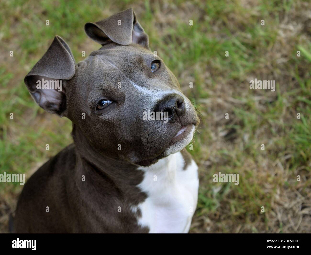 Tier Haustier Hund american staffordshire Terrier amstaff Pit-Bull grau blau weiß Stockfoto