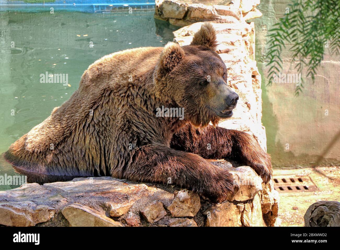 Braunbär nimmt ein Bad in einer Badewanne in einem Zoo Stockfoto