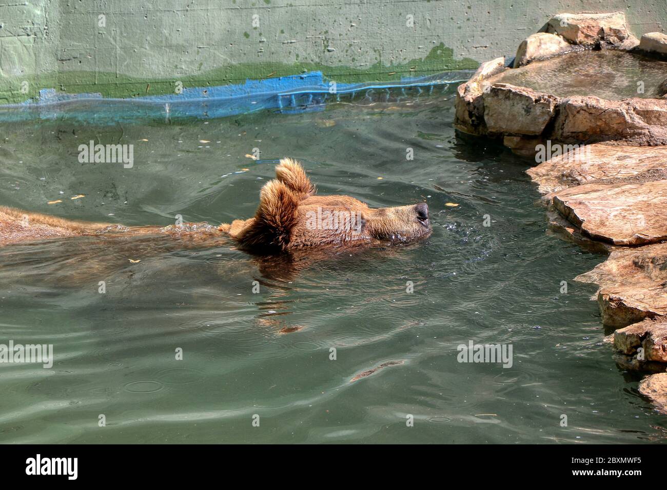 Braunbär nimmt ein Bad in einer Badewanne in einem Zoo Stockfoto