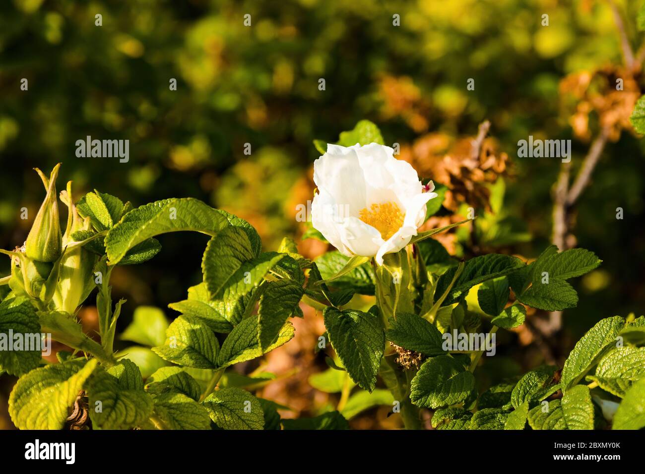 Die weiße Blüte einer Rugosa Rose, die in einem Stadtpark gefunden wurde Stockfoto