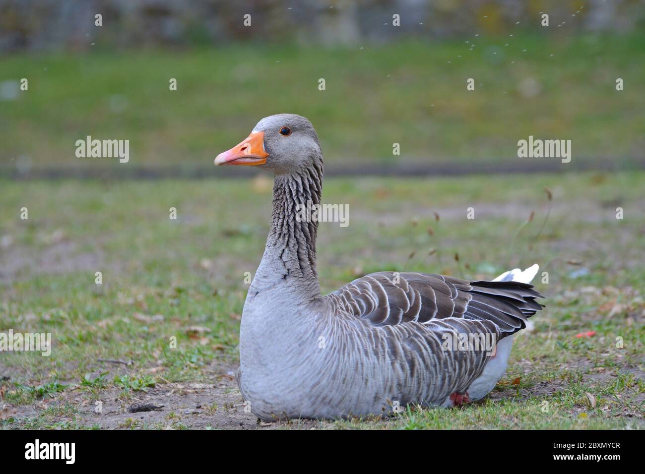 Eine einzelne Greylag Gans sitzt auf dem Gras Stockfoto