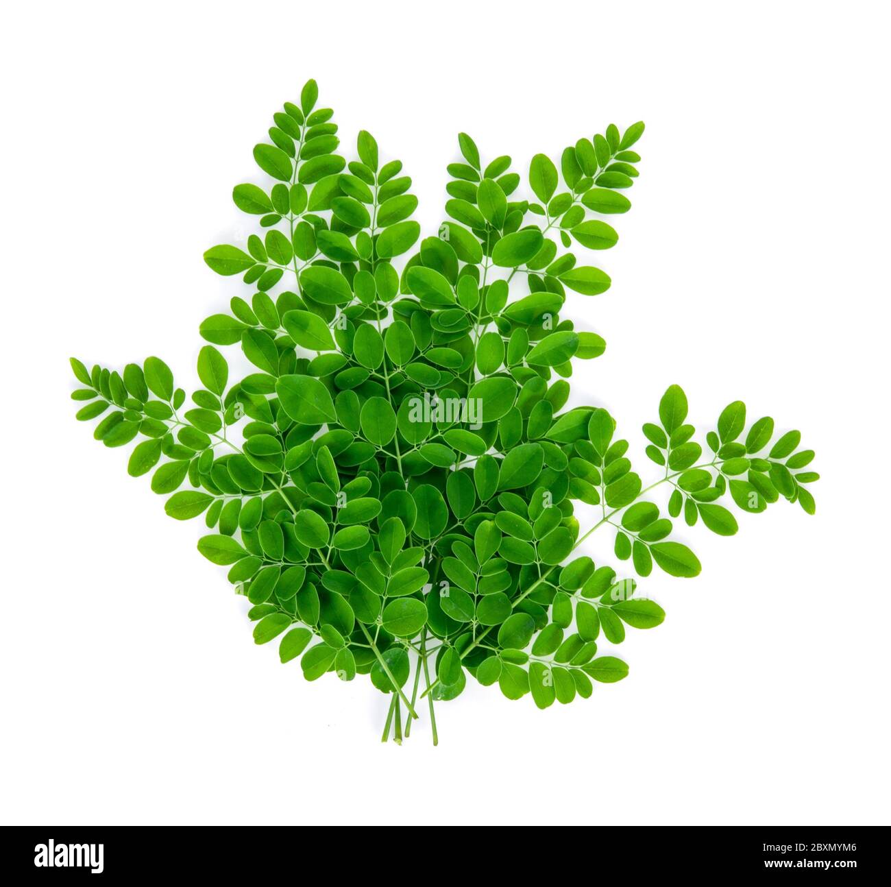 Moringa oleifera Blätter isoliert auf weißem Hintergrund. Draufsicht Stockfoto