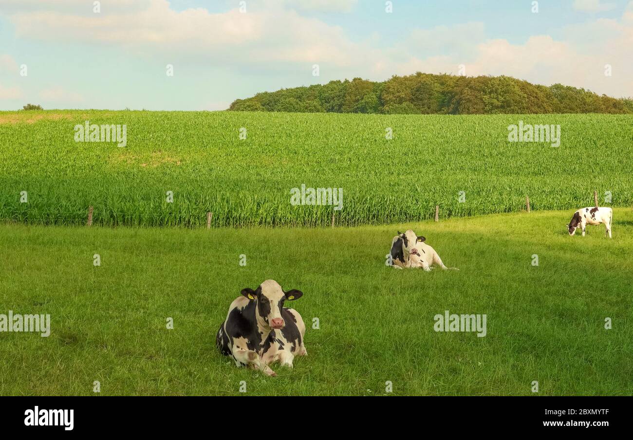 In Deutschland sind effiziente Holsteiner Kühe die am häufigsten in der Milchproduktion verwendete Rasse. Stockfoto