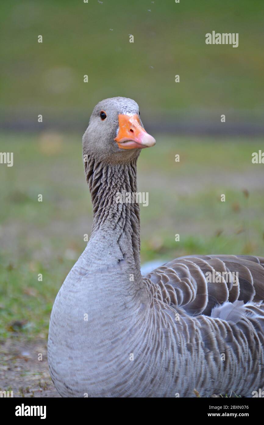 Eine einzelne Greylag Gans sitzt auf dem Gras Stockfoto