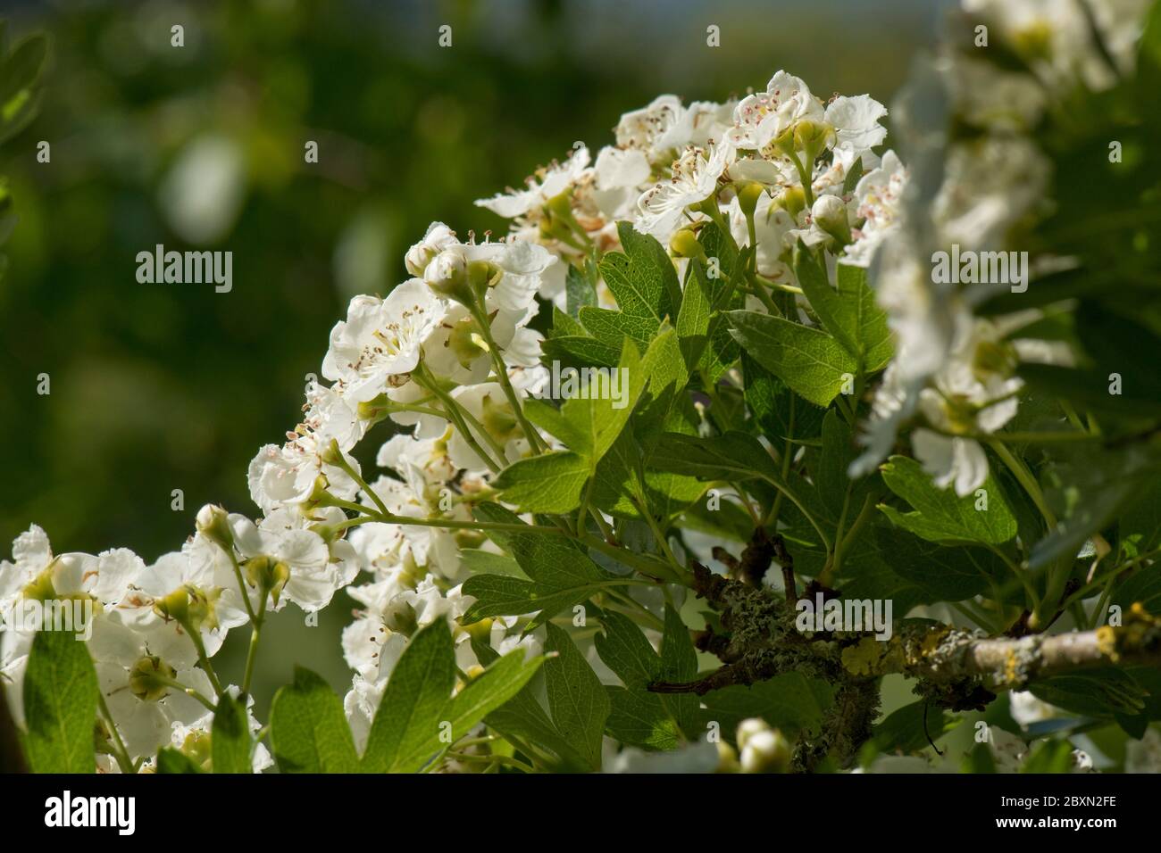 Mai oder Weißdornblüte (Crataegus monogyna) weiße Blüten auf einem kleinen duftenden Baum typisch für Frühjahr, Berkshire, Mai Stockfoto