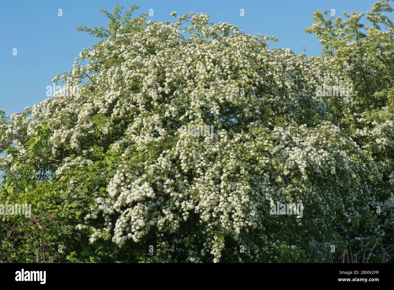 Mai oder Weißdornbaum in voller Blüte (Crataegus monogyna) weiße Blüten auf einem kleinen duftenden Baum typisch für Frühjahr, Berkshire, Mai Stockfoto