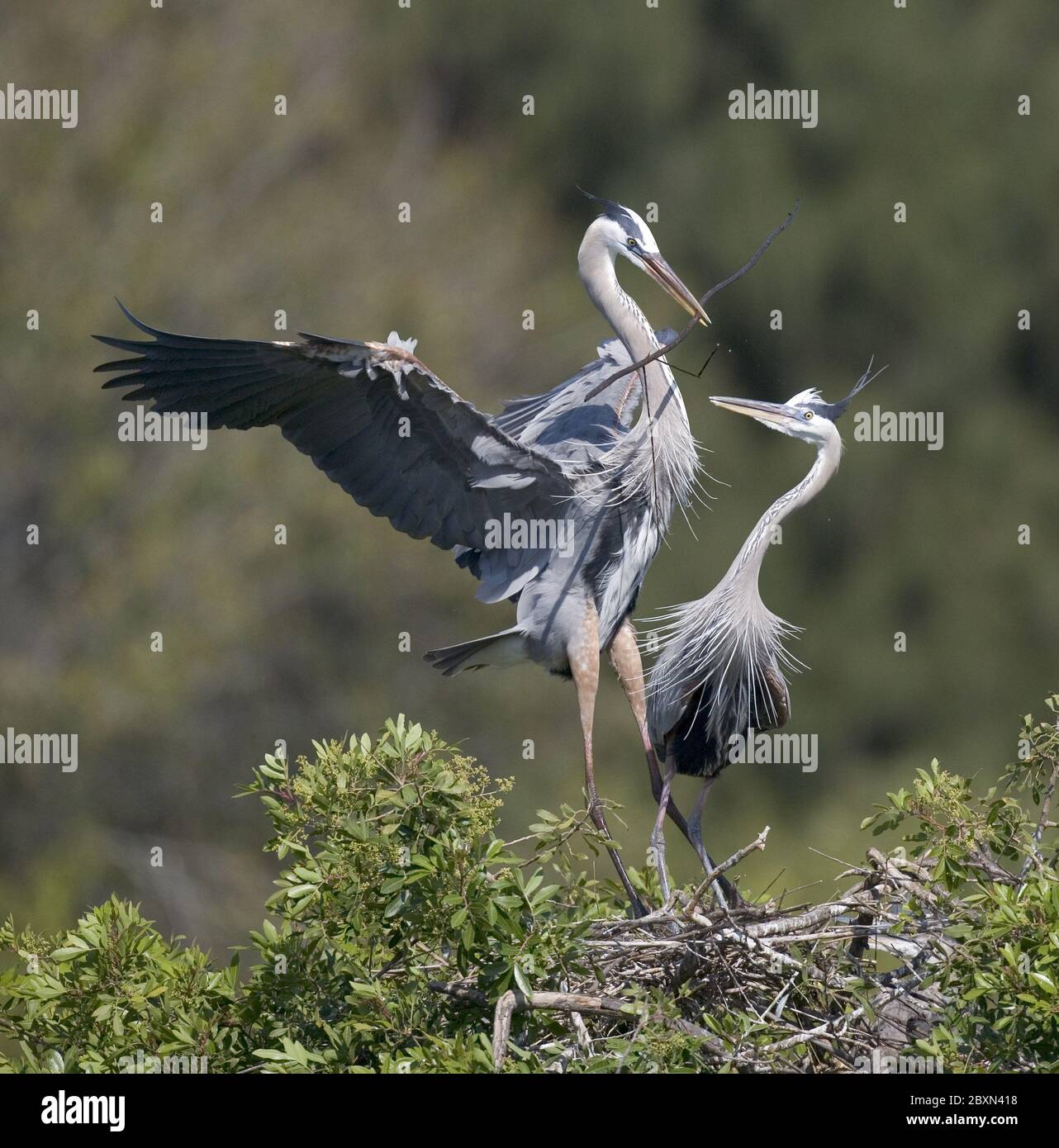 Ardea Herodias, Great Blue Heron, Blue Crane, Florida, USA Stockfoto