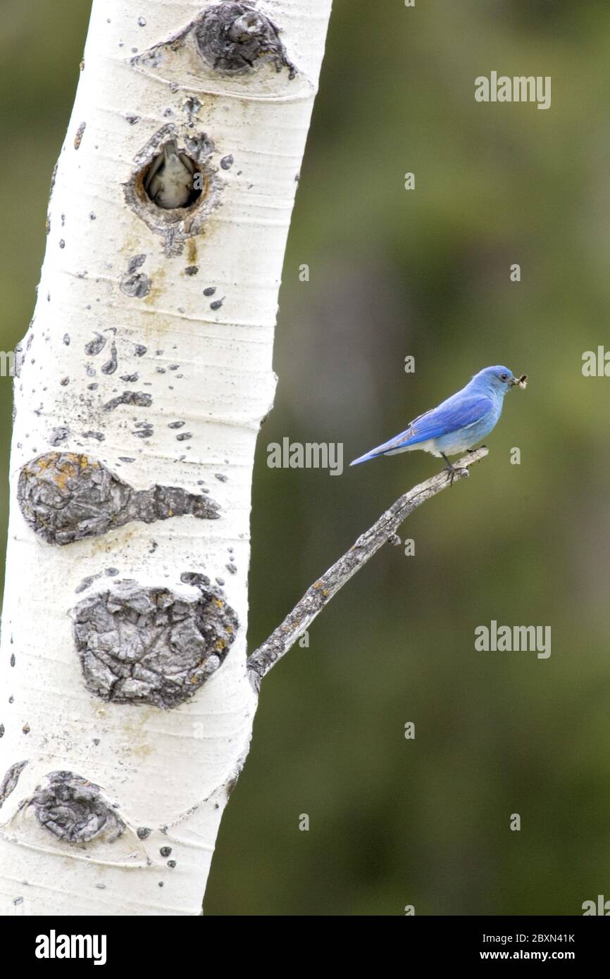 Sialia currucoides, Mountain Bluebird Stockfoto