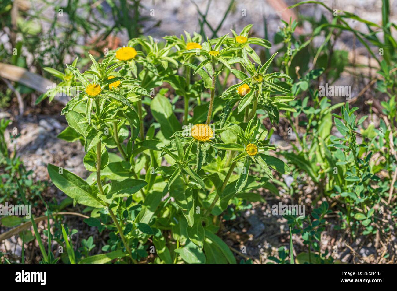 Pallenis spinosa, stachelige Blume des goldenen Sterns Stockfoto