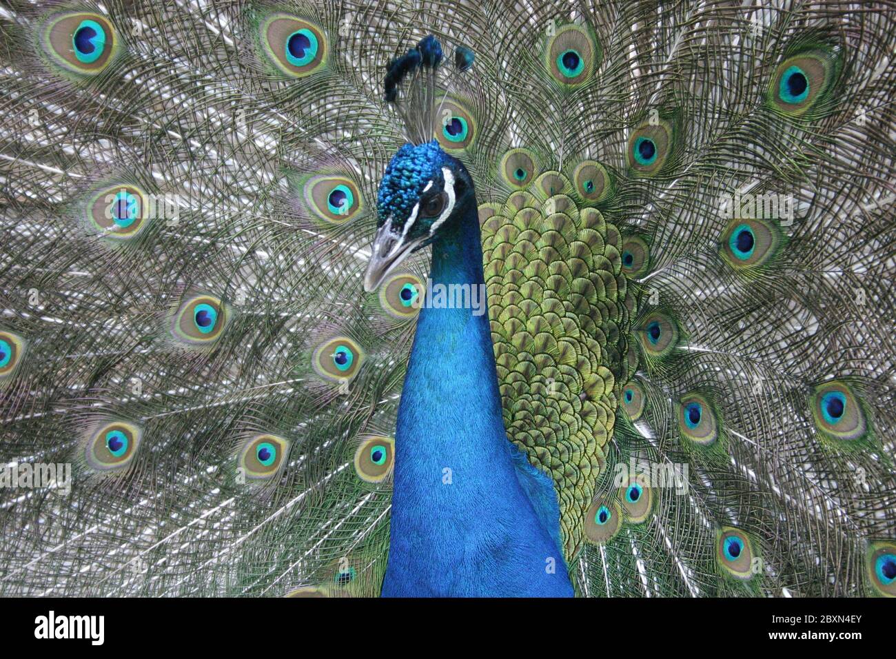 pavo cristatus, indianer-Pfauenhuhn, Blauer Pfau, Pfau Stockfoto