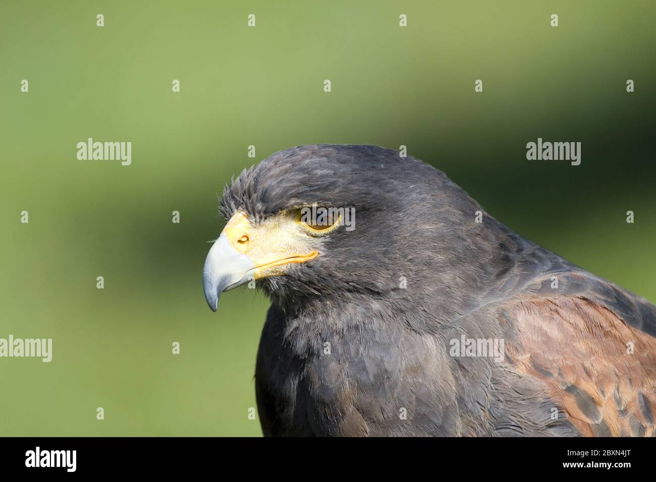 falco pelegrinoides, barbary Falcon, Bay-winged Hawk, Harris' Hawk, Harris's Hawk Stockfoto