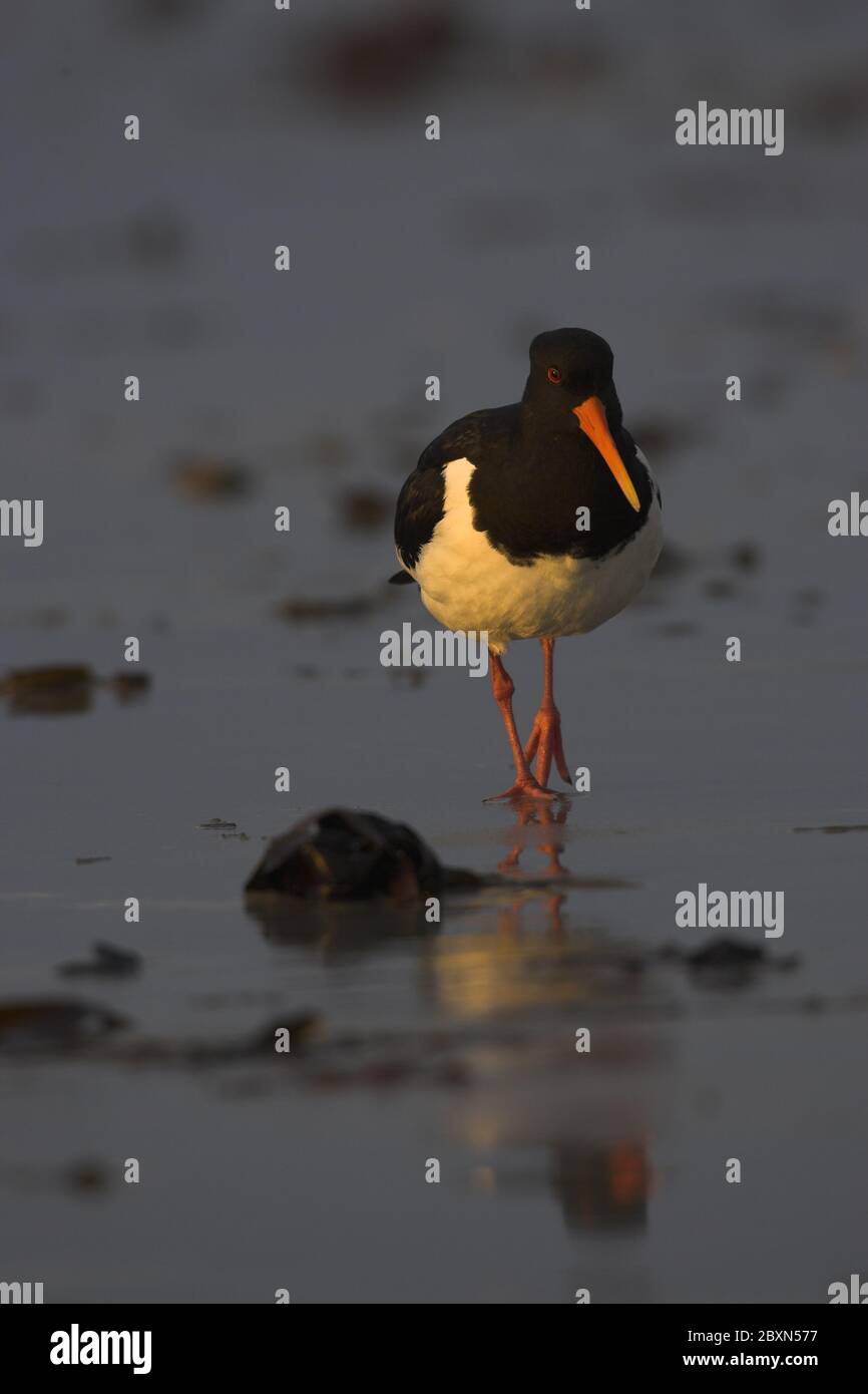 Austernfischer, Haematopus ostralegus, Nordsee, Europa Stockfoto