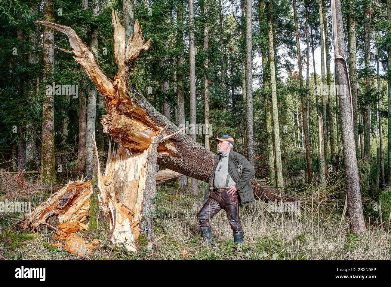 Ein Förster schaut sich die Sturmschäden im Wald an. Auch in Deutschland führt der Klimawandel zu mehr Stürmen, die den Wald schwer schädigen. Stockfoto