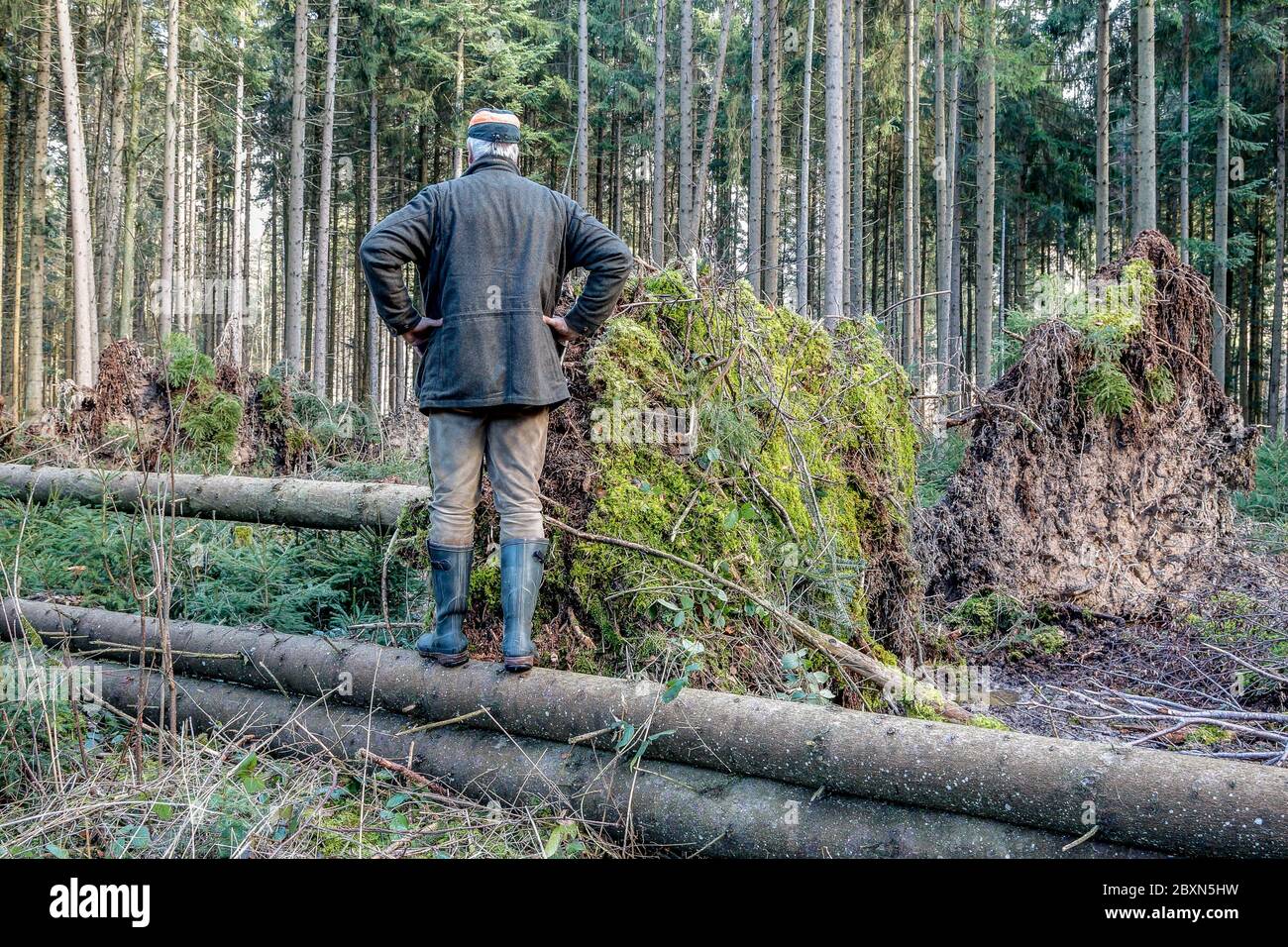 Ein Förster steht auf einem umgestürzten Baumstamm und untersucht die Schäden, die der Sturm im Wald angerichtet hat. Der Klimawandel bedroht Europas Wälder. Stockfoto