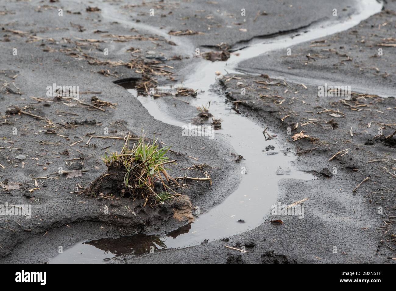 Nach heftigem Regen laufen tiefe Rinnsale durch das Feld und waschen wertvolle Erde weg. Stockfoto