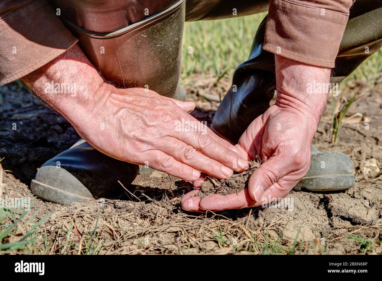 Ein Bauer überprüft mit seinen Händen den Zustand des Feldbodens, der bereits im April ausgetrocknet ist. Stockfoto