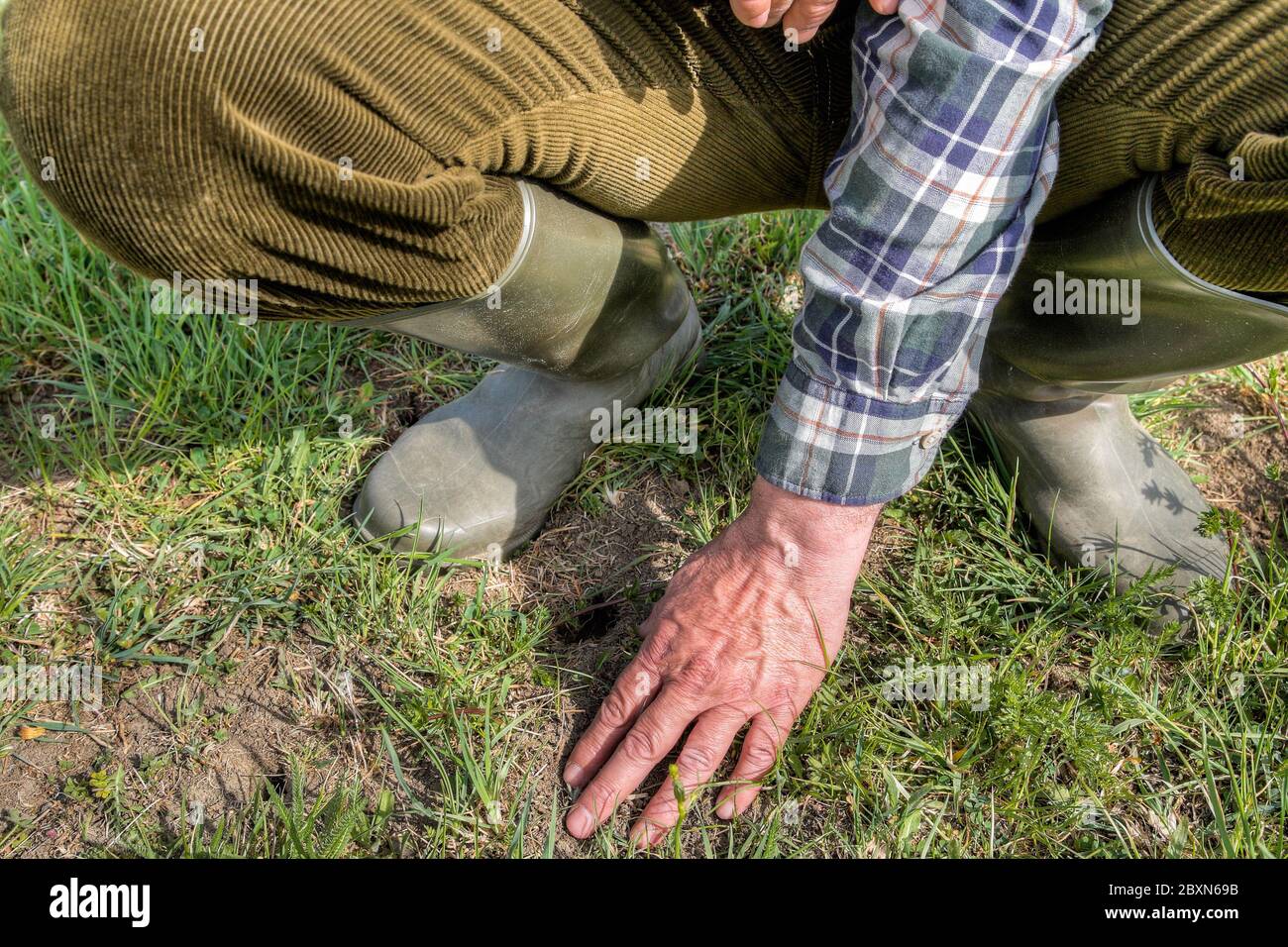 Bauer untersucht seine trockene Wiese. Die Dürre im April aufgrund des Klimawandels hat enorme Auswirkungen auf das Grasland. Stockfoto
