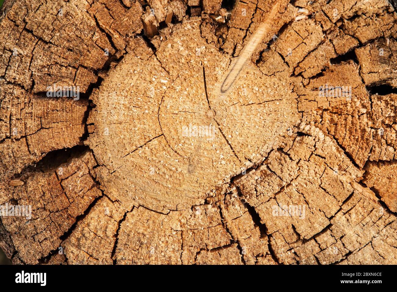 Ausgetrockneter alter Baumstamm. Klimawandel und Dürre bedeuten, dass der Wald in Deutschland leidet und viele Bäume sterben. Stockfoto
