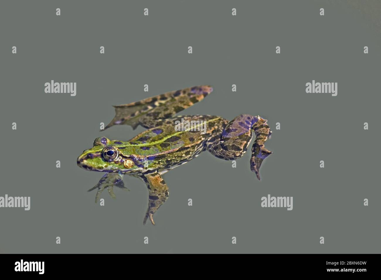 Poolfrosch „Rana lessonae“ Stockfoto