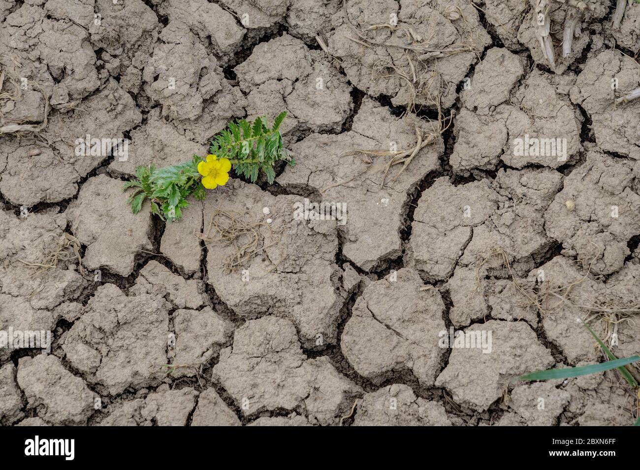 Hoffnung, eine kleine gelbe Blume hat sich aus dem trockenen Ackerboden herausgekämpft. Stockfoto