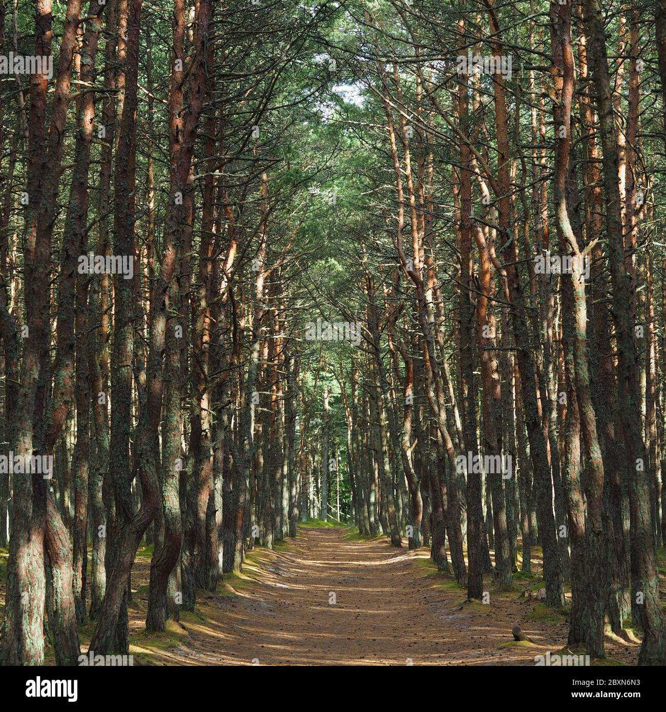 Der tanzende Wald an der Kurischen Nehrung. Betrunkener Pinienwald. Stockfoto