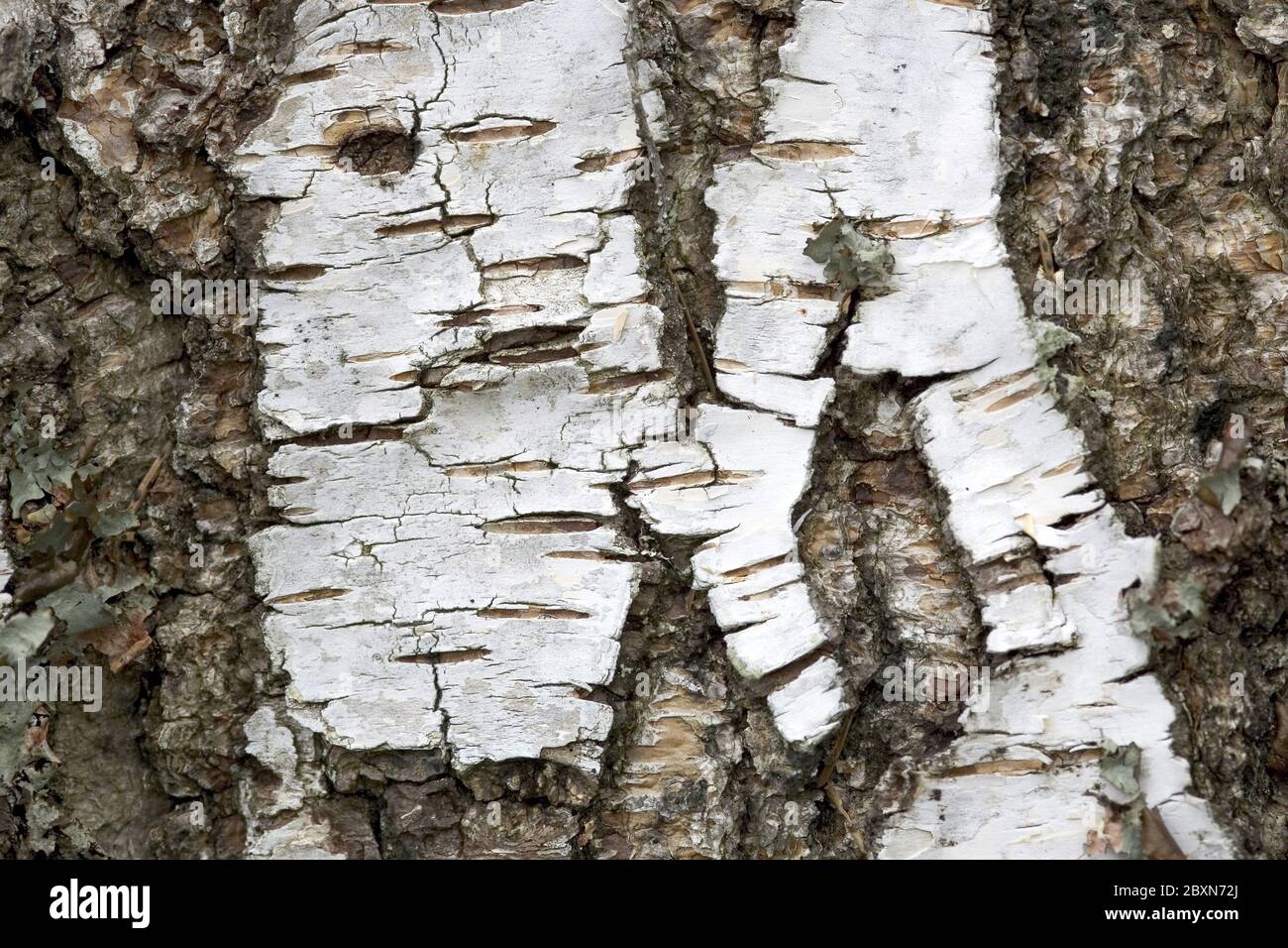 birke, betula, Birke, bouleau, betula, Birkenstamm, Birkenrinde, Rinde ...