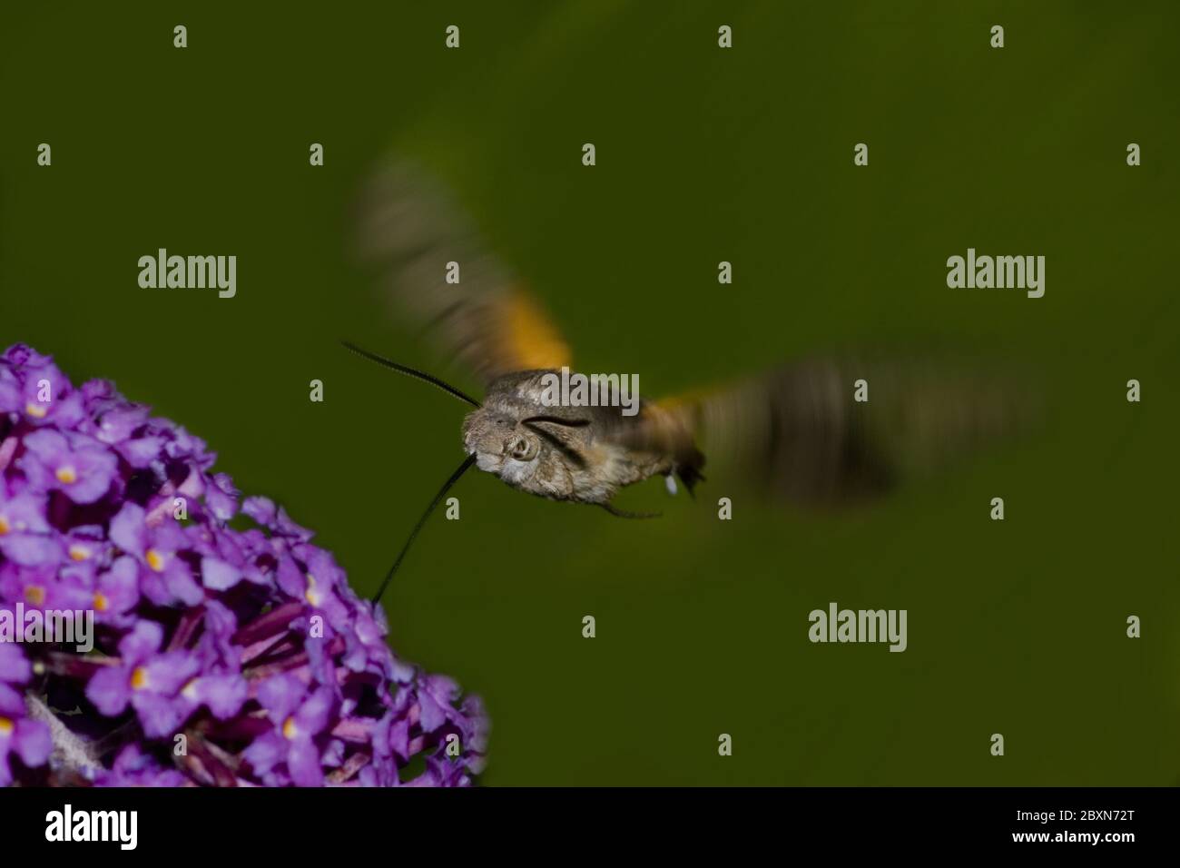 Kolibri-Falkenmotte Macroglossum stellatarum, Stockfoto