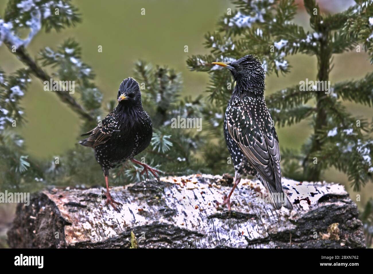 Stare Sturnus vulgaris Stockfoto