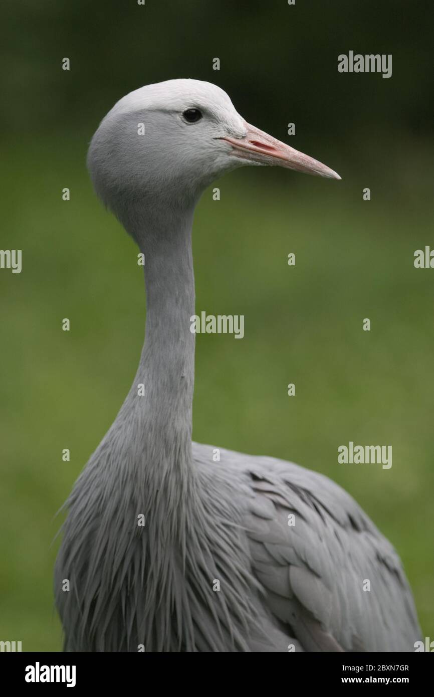 Anthropoides paradisea, Stanley Crane Stockfoto