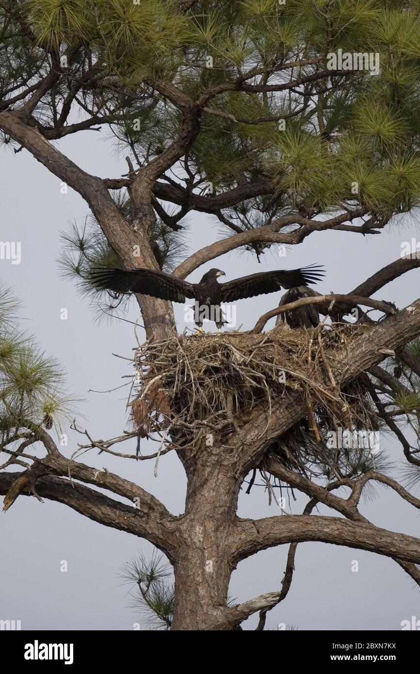 Weißkopfseeadler Stockfoto