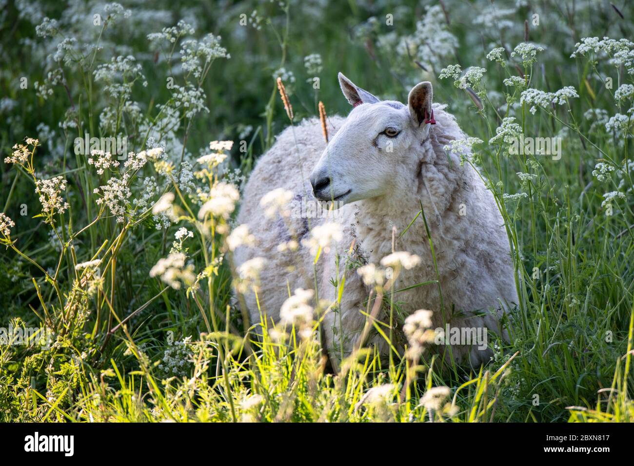 Frühlingsweiden auf einer Suffolk-Wiese Stockfoto