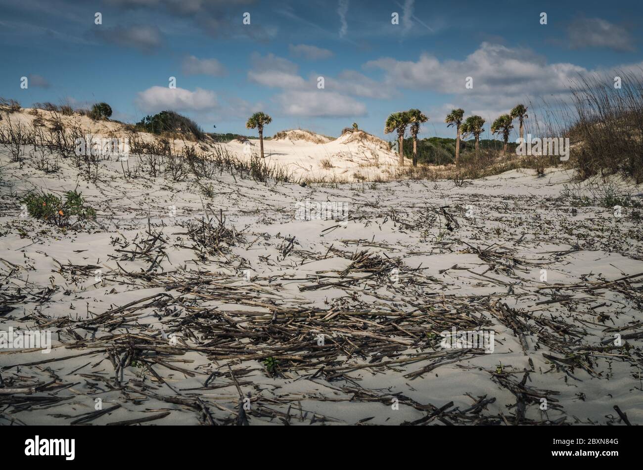 Küstendünen auf Cumberland Island, Georgia Stockfoto
