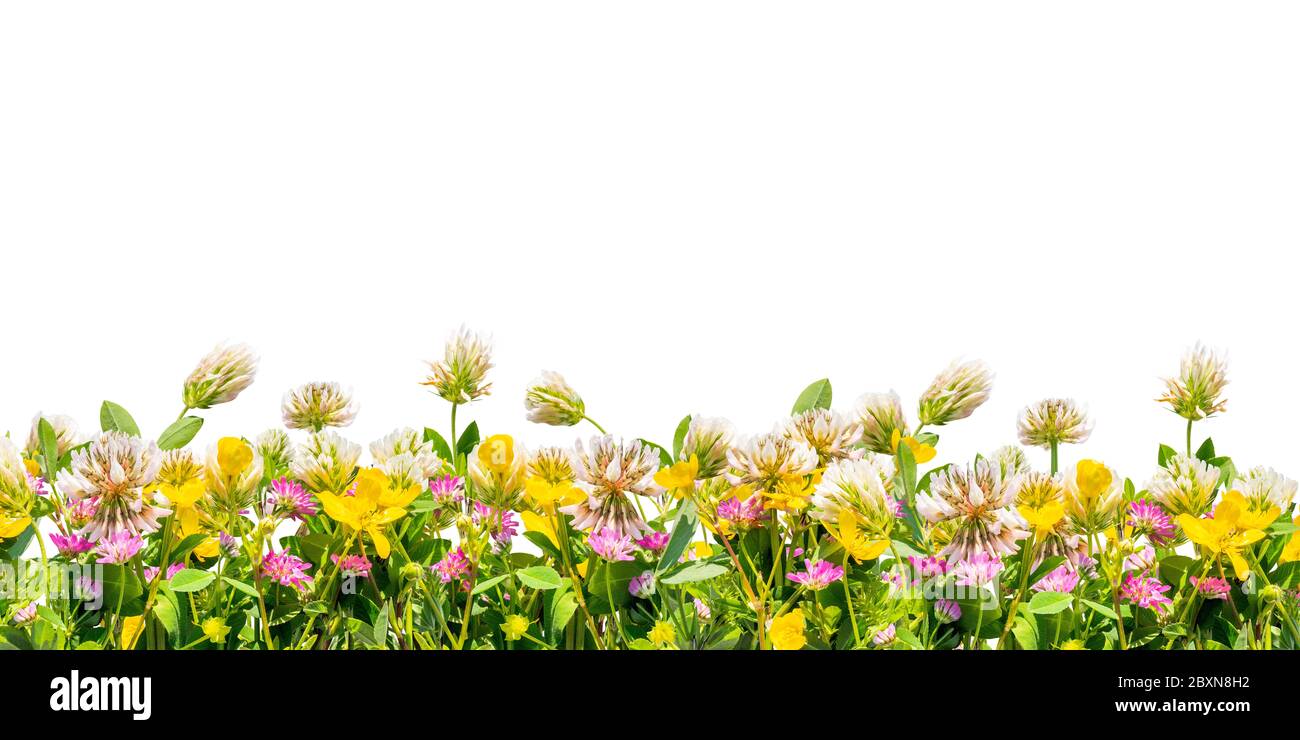 Wilde Blumen Rand isoliert auf weißem Hintergrund Stockfoto