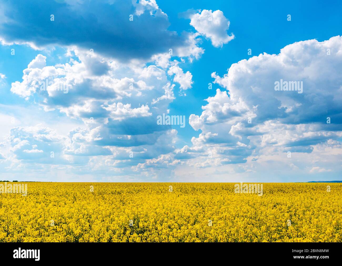 Gelbe Raps Feld und blauer Himmel mit Wolken an einem sonnigen Tag Stockfoto