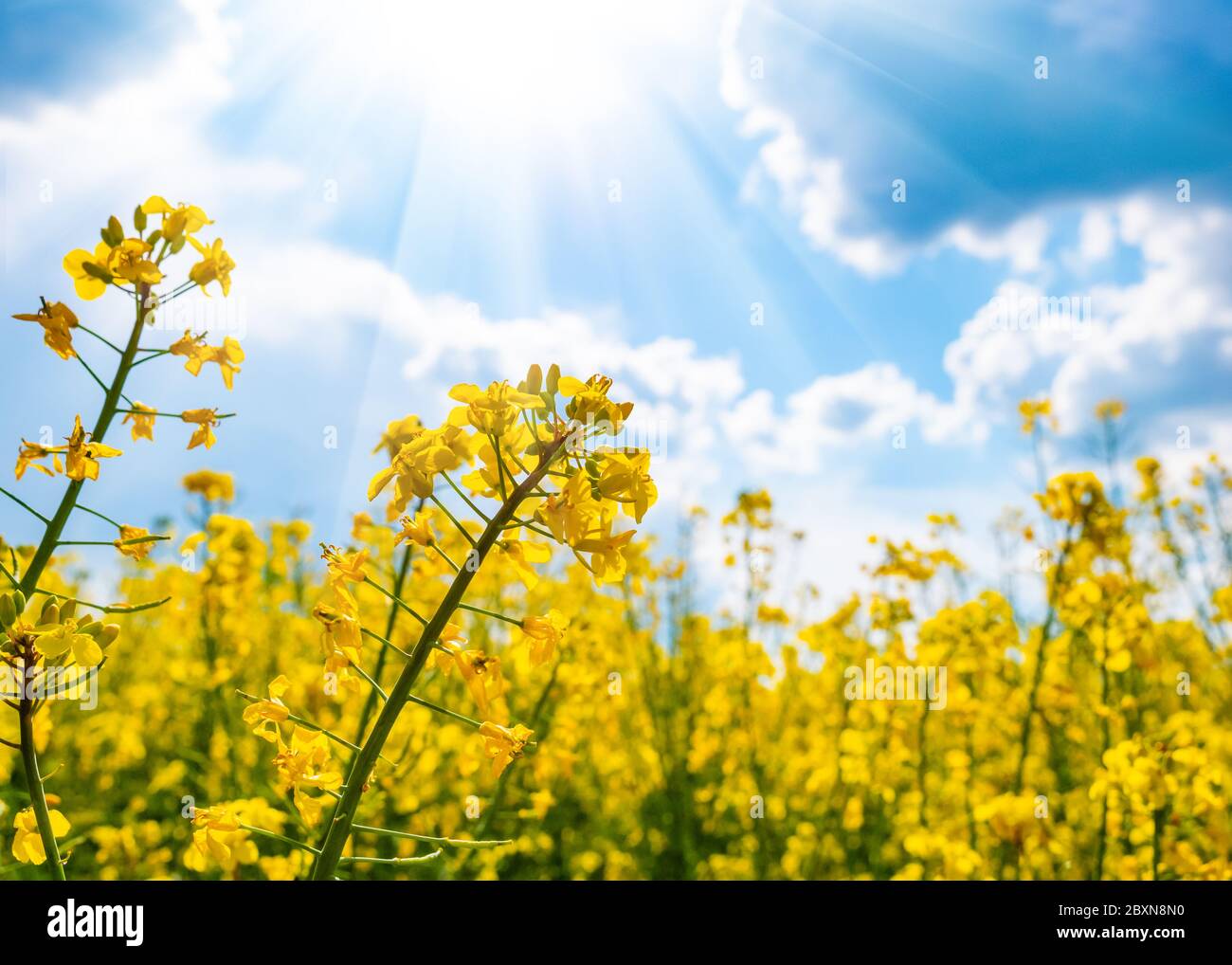 Gelbe Raps Feld und blauer Himmel mit Wolken an einem sonnigen Tag Stockfoto