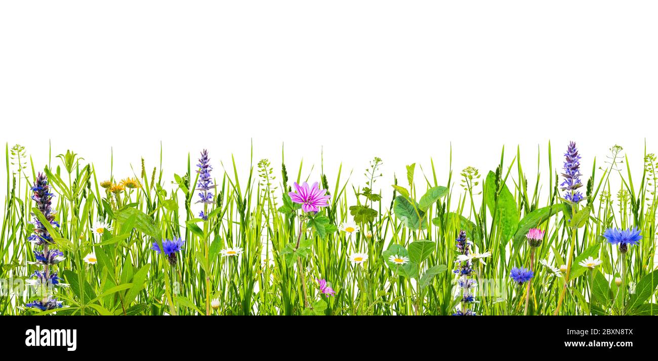Grünes Gras und wilde Blumen auf weißem Hintergrund isoliert Stockfoto