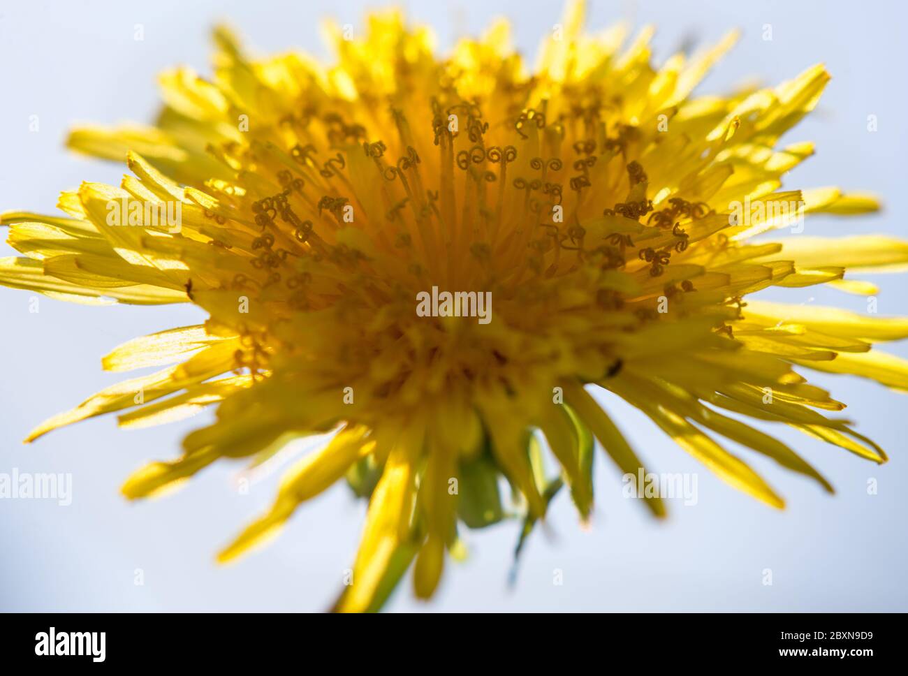 Sonnenlicht scheint von hinten, was die Blume zum Leuchten bringt, in einem typisch englischen Garten. Stockfoto