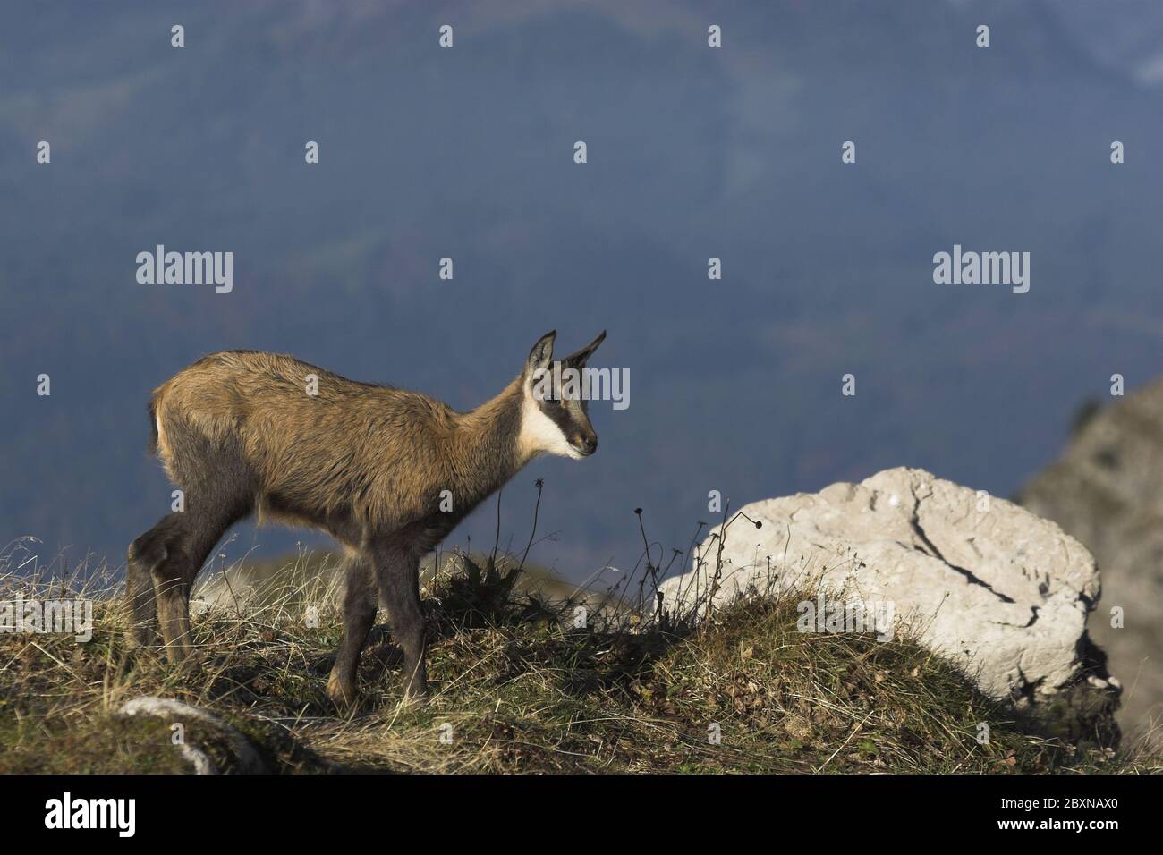 Gemsen, Rupricapra rupicapra, Österreich Stockfoto