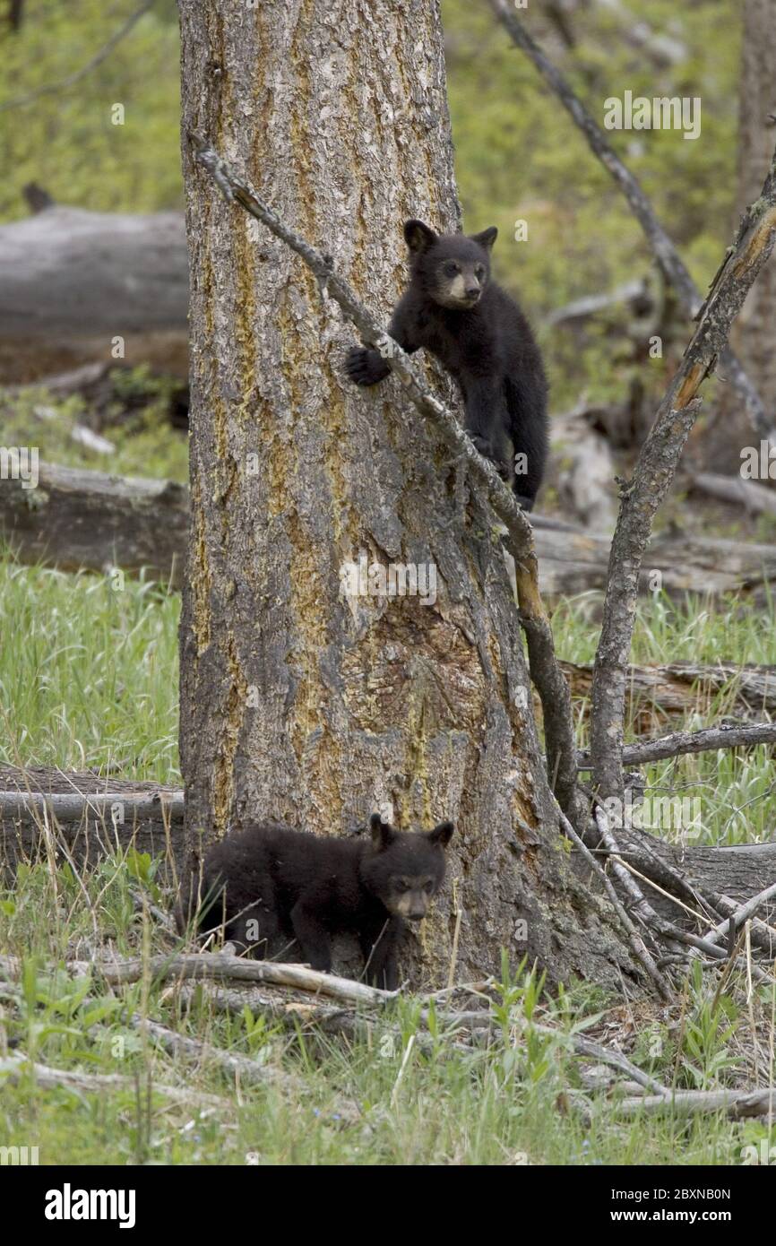 Black Bear, Yellowstone NP, USA Stockfoto
