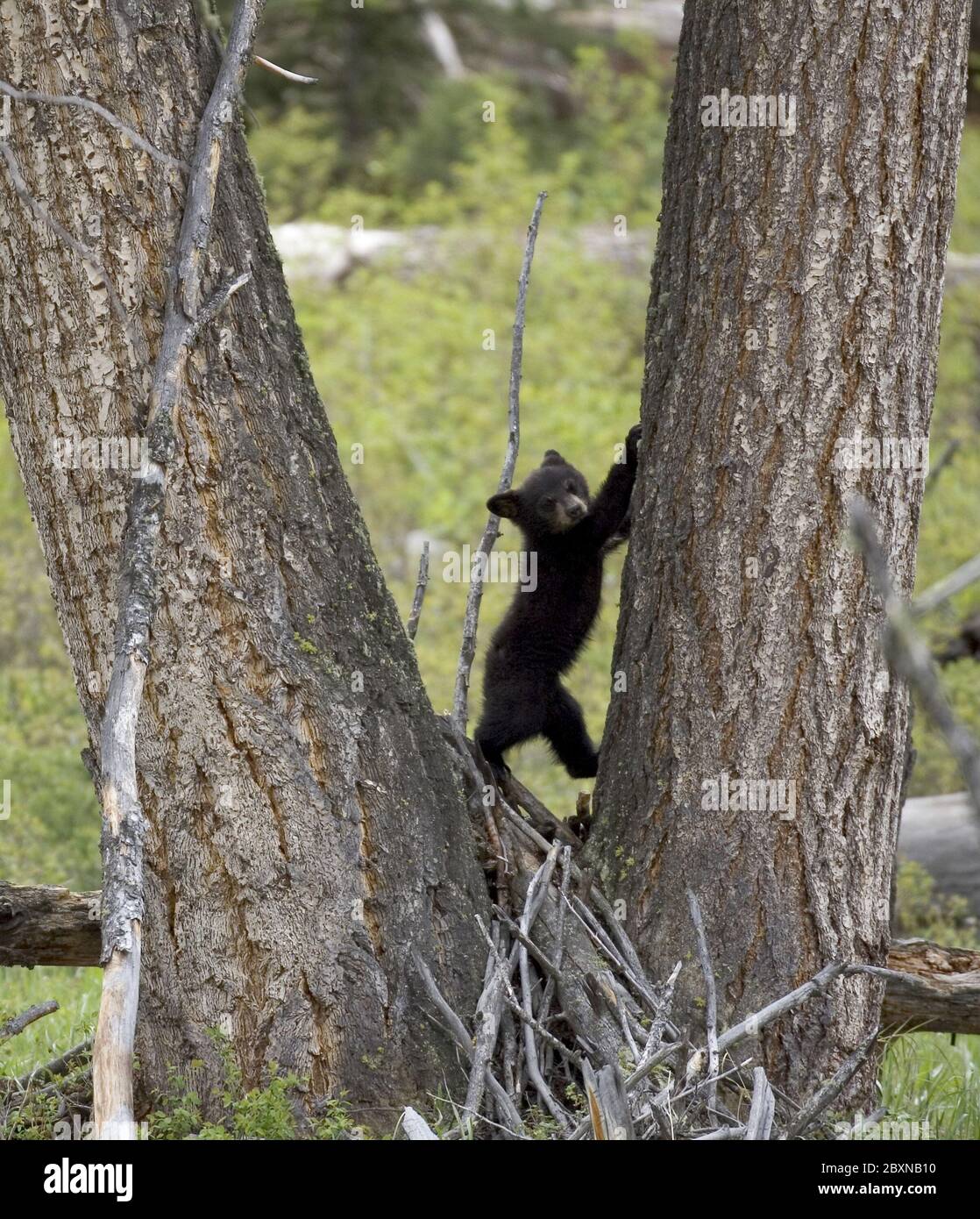 Black Bear, Yellowstone NP, USA Stockfoto