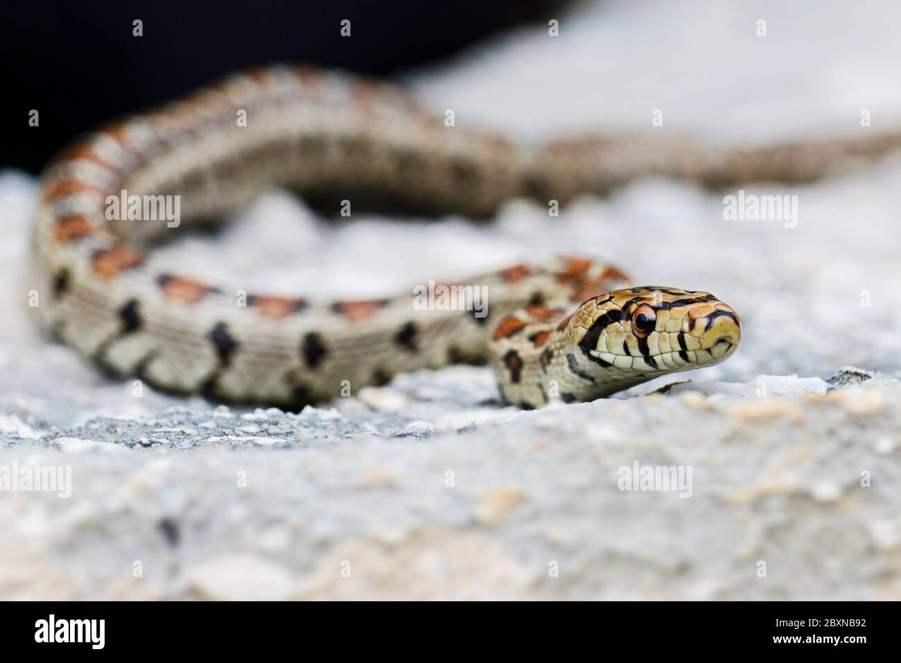 Leopardenschlange - Zamenis situla, schöne farbige Schlange aus südeuropäischen Felsen und Büschen, Insel Pag, Kroatien. Stockfoto