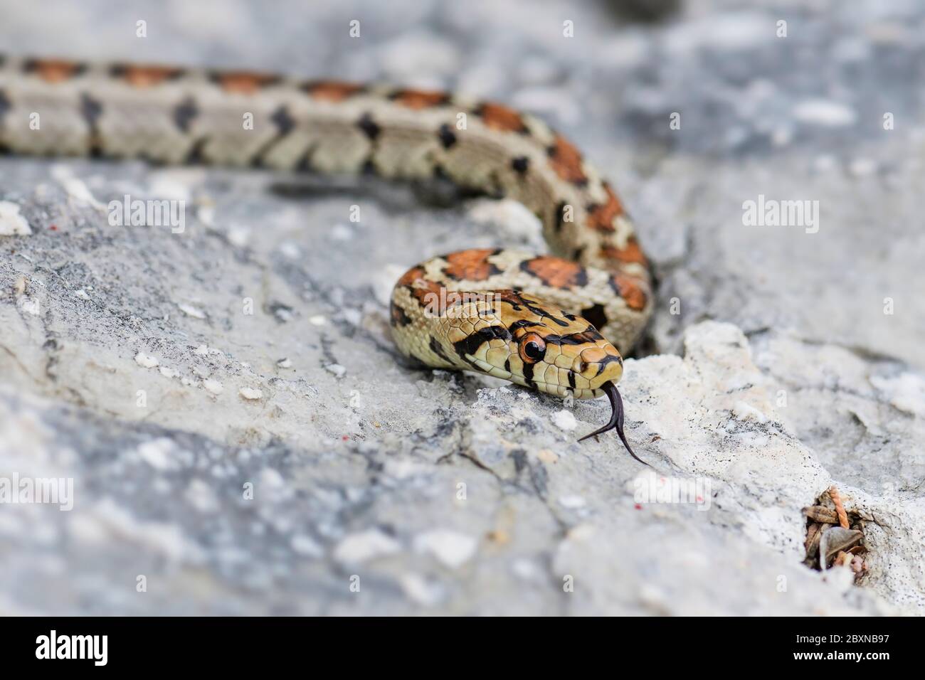 Leopardenschlange - Zamenis situla, schöne farbige Schlange aus südeuropäischen Felsen und Büschen, Insel Pag, Kroatien. Stockfoto