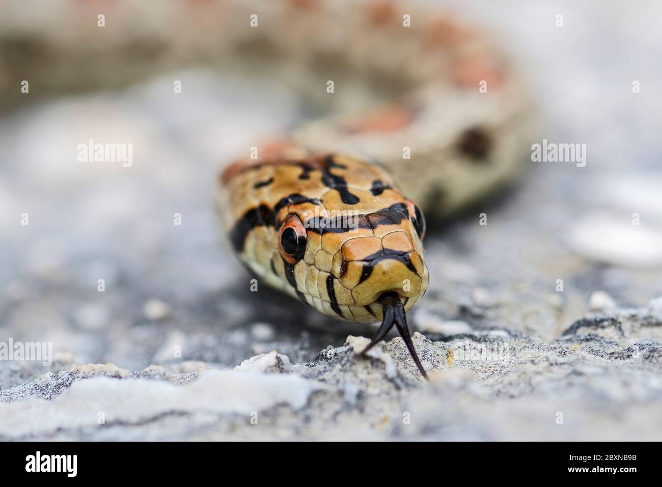 Leopardenschlange - Zamenis situla, schöne farbige Schlange aus südeuropäischen Felsen und Büschen, Insel Pag, Kroatien. Stockfoto