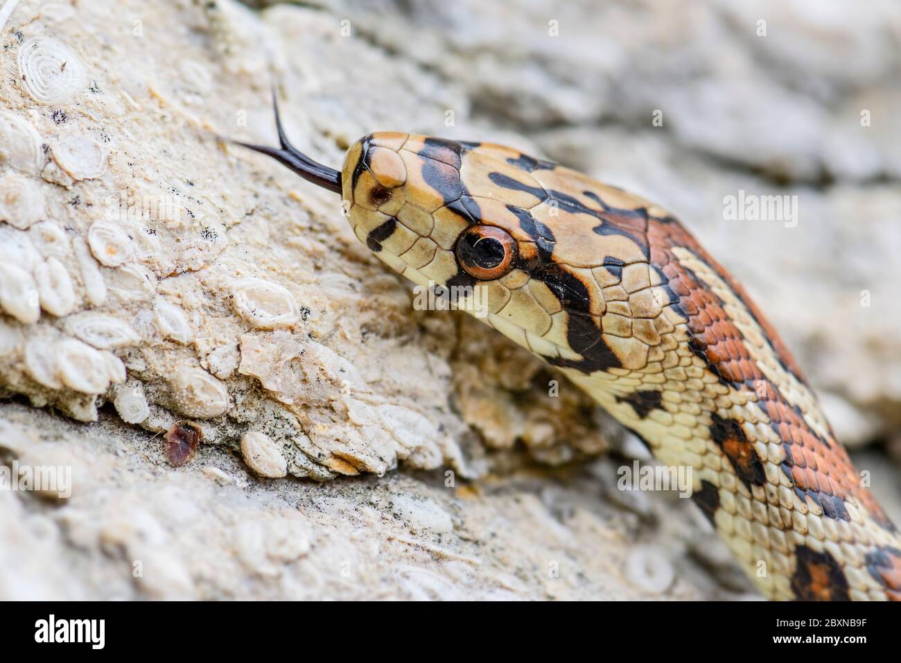 Leopardenschlange - Zamenis situla, schöne farbige Schlange aus südeuropäischen Felsen und Büschen, Insel Pag, Kroatien. Stockfoto