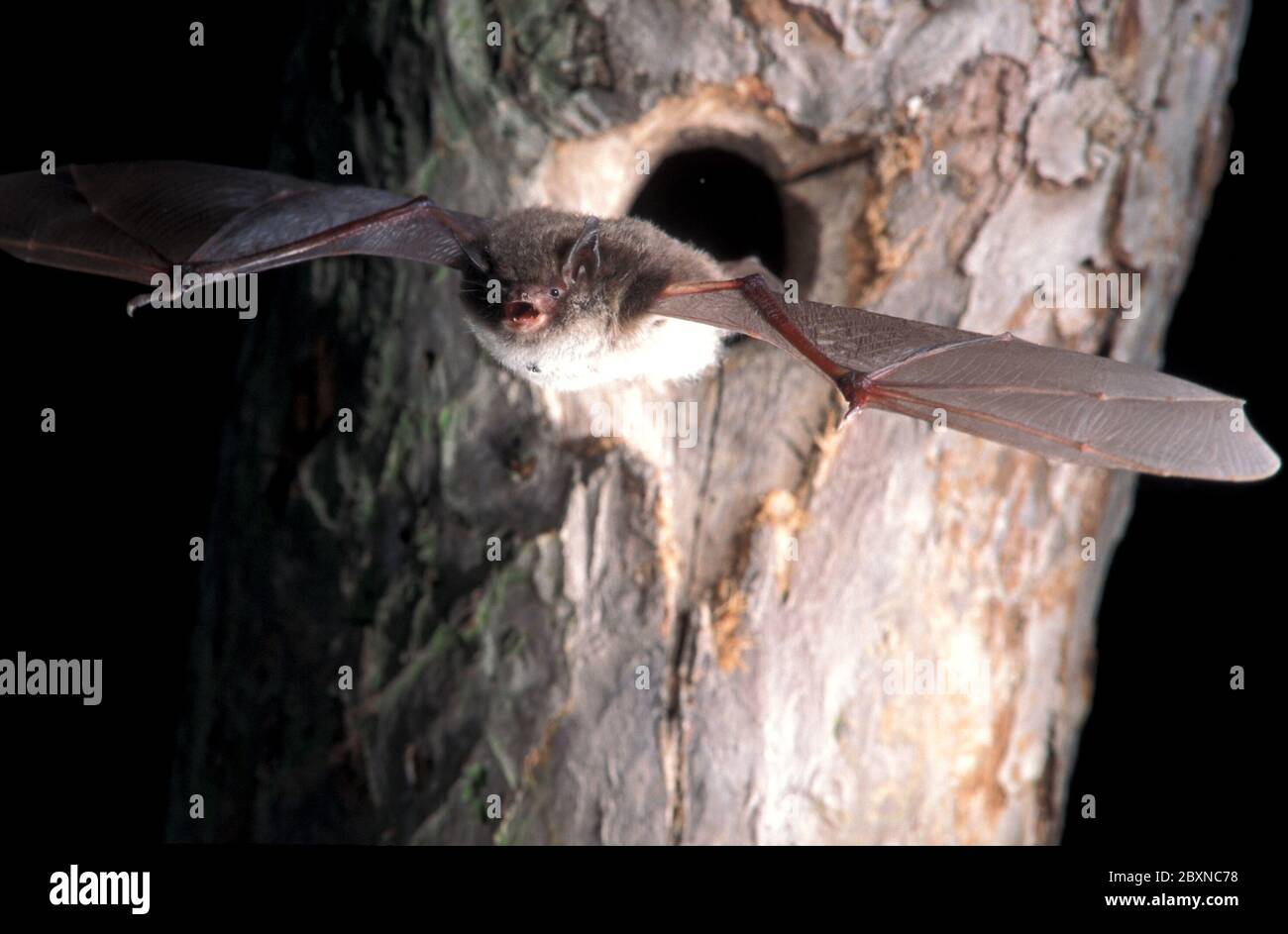 Myotis daubentonii, Daubentons Fledermaus Stockfoto